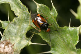 Image of red capsid bug