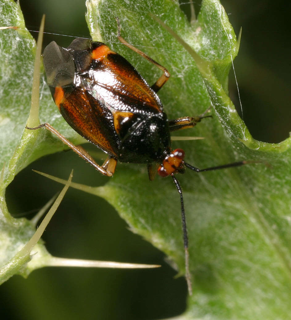 Image of red capsid bug