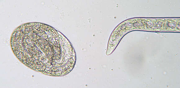 Image of Sphaerularia