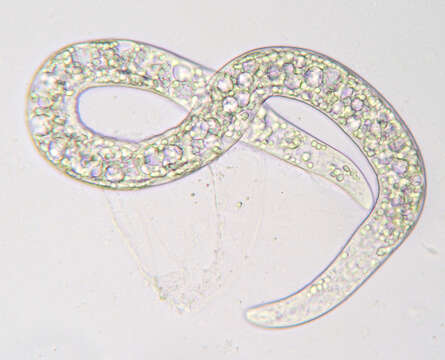 Image of Sphaerularia