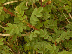 Image of Scots Rose