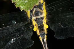 Image of Club-tailed Dragonfly
