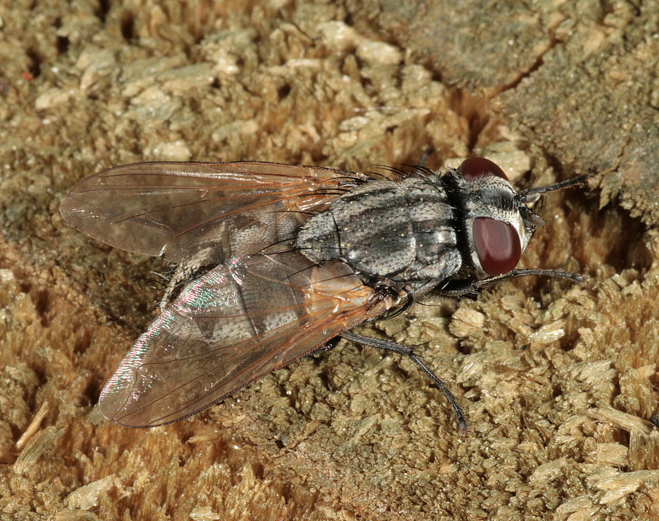 Image of Face Fly