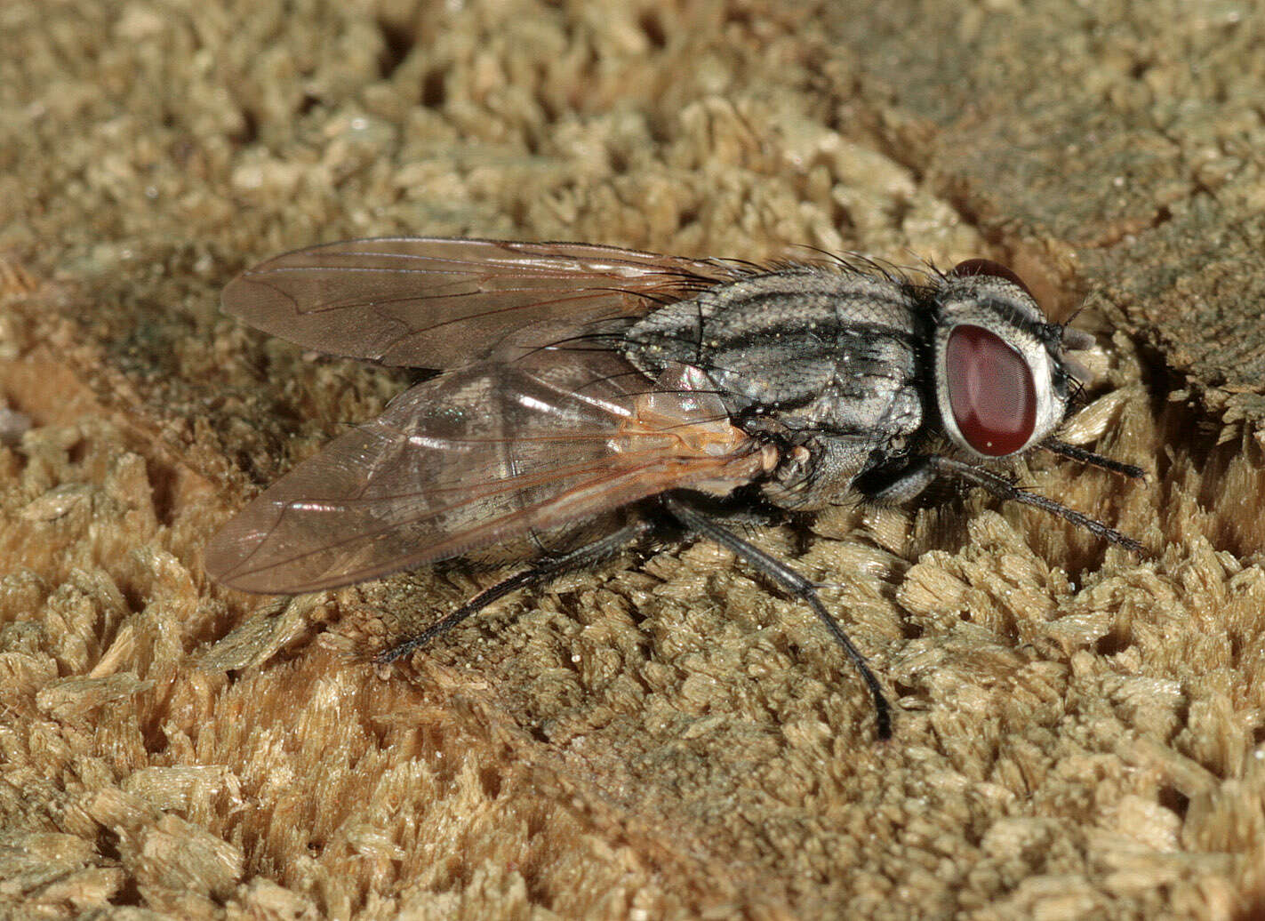 Image of Face Fly