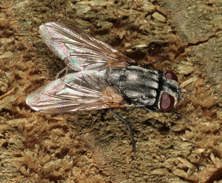 Image of Face Fly