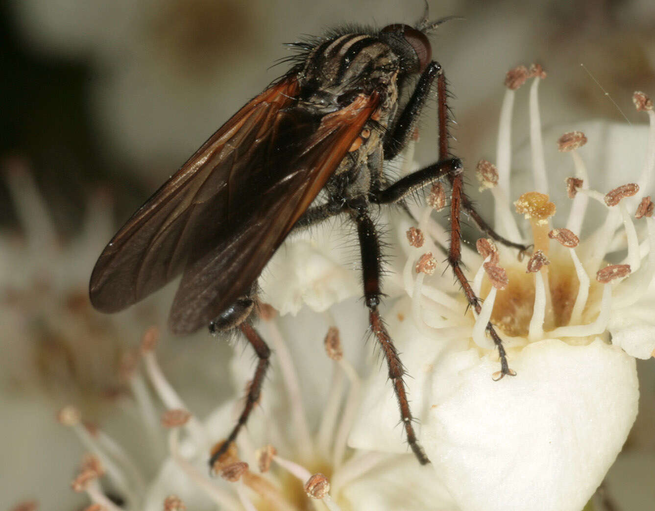 Image of Empis tessellata Fabricius 1794