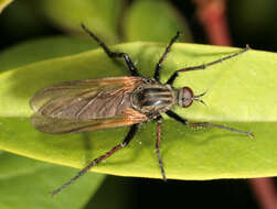 Image of Empis tessellata Fabricius 1794