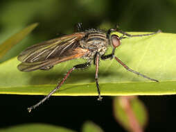 Image of Empis tessellata Fabricius 1794