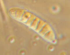 Claussenomyces prasinulus (P. Karst.) Korf & Abawi 1971 resmi