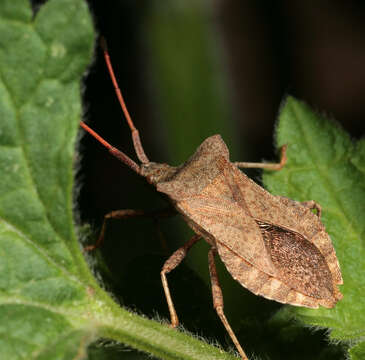 Image of Coreus