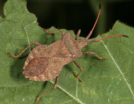 Image of Coreus