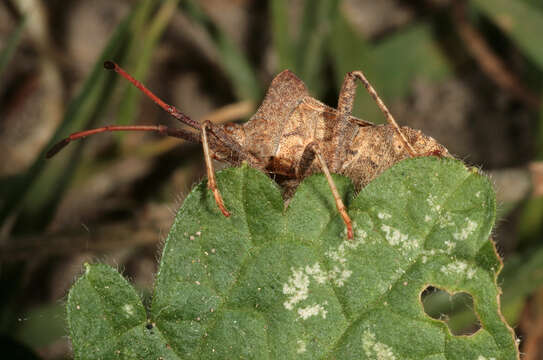 Image of Coreus