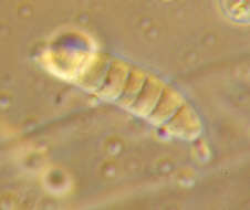 Claussenomyces prasinulus (P. Karst.) Korf & Abawi 1971 resmi