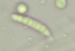 Claussenomyces prasinulus (P. Karst.) Korf & Abawi 1971 resmi