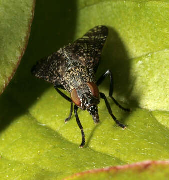 Image of Fly