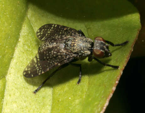 Image of Fly