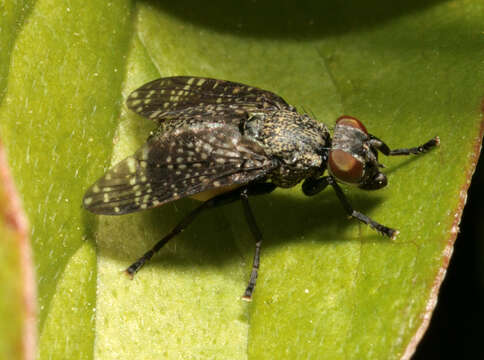 Image of Fly