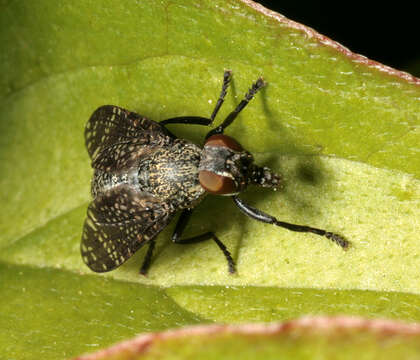 Image of Fly