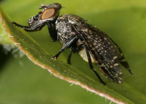 Image of Fly