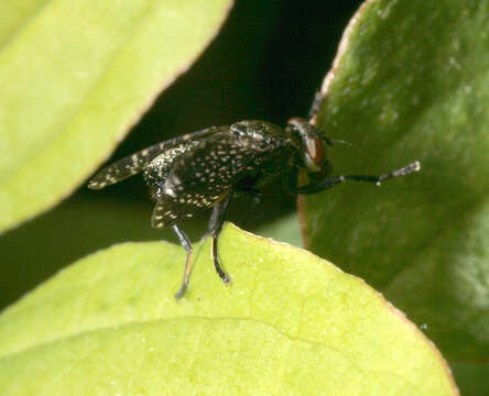 Image of Fly