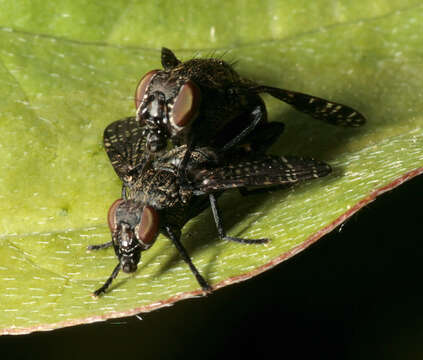 Image of Fly