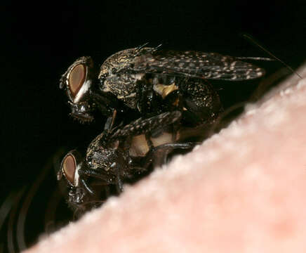 Image of Fly