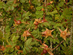 Image of Scots Rose