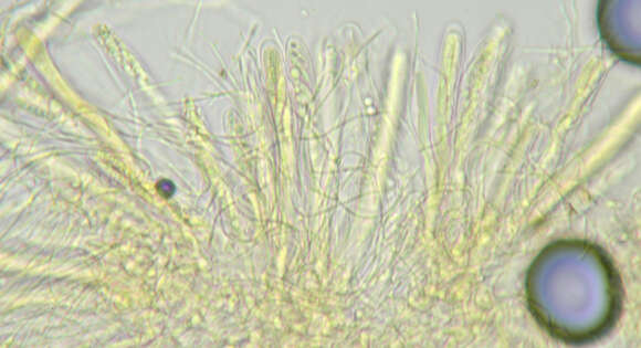 Image of Claussenomyces prasinulus (P. Karst.) Korf & Abawi 1971