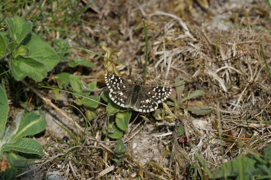 Image of Grizzled skipper