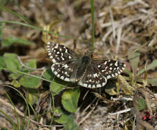 Image of Grizzled skipper