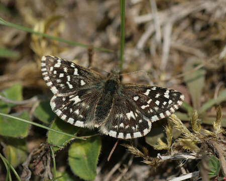 Image of Grizzled skipper