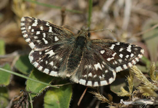 Image of Grizzled skipper