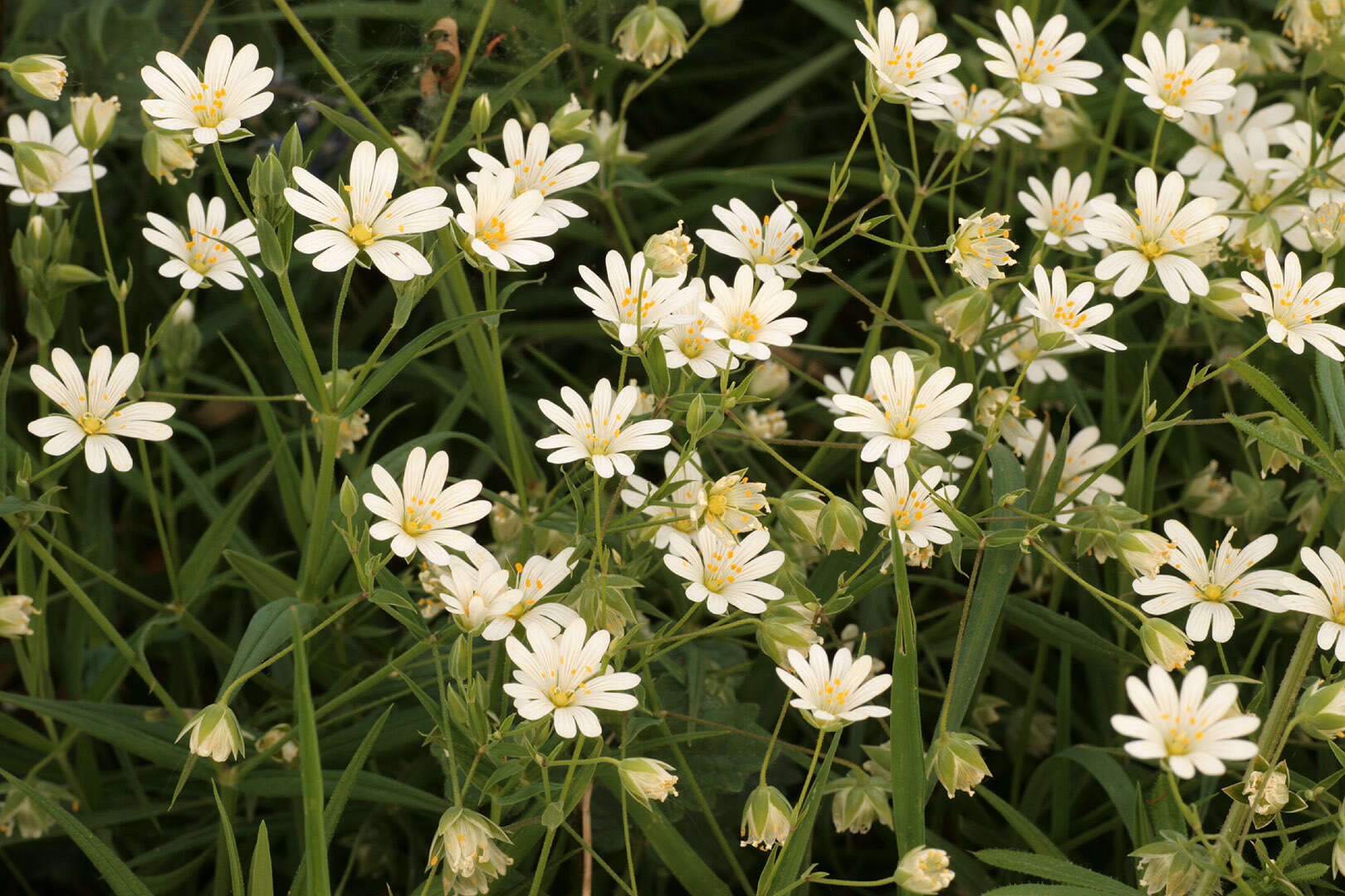 صورة Stellaria holostea L.