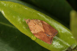 Image of Light brown apple moth