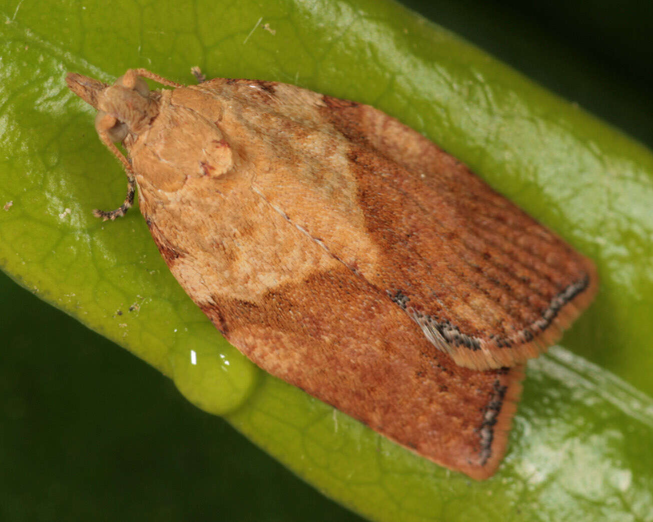 Image of Light brown apple moth