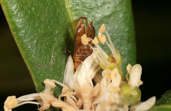 Image of Light brown apple moth