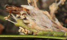 Image of Light brown apple moth