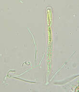 Claussenomyces prasinulus (P. Karst.) Korf & Abawi 1971 resmi