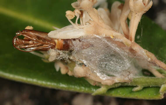 Image of Light brown apple moth