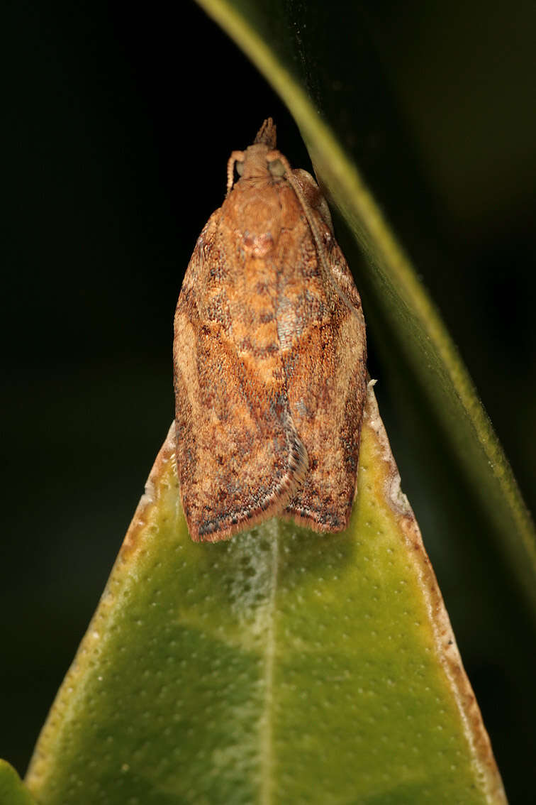 Image of Light brown apple moth