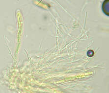 Claussenomyces prasinulus (P. Karst.) Korf & Abawi 1971 resmi