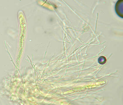 Image of Claussenomyces prasinulus (P. Karst.) Korf & Abawi 1971