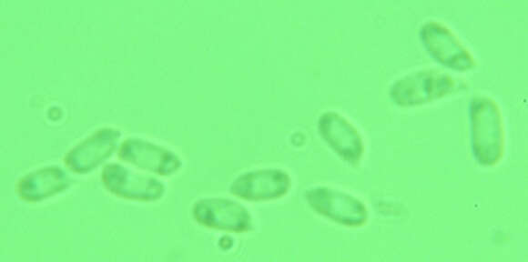 صورة Scopuloides rimosa (Cooke) Jülich 1982