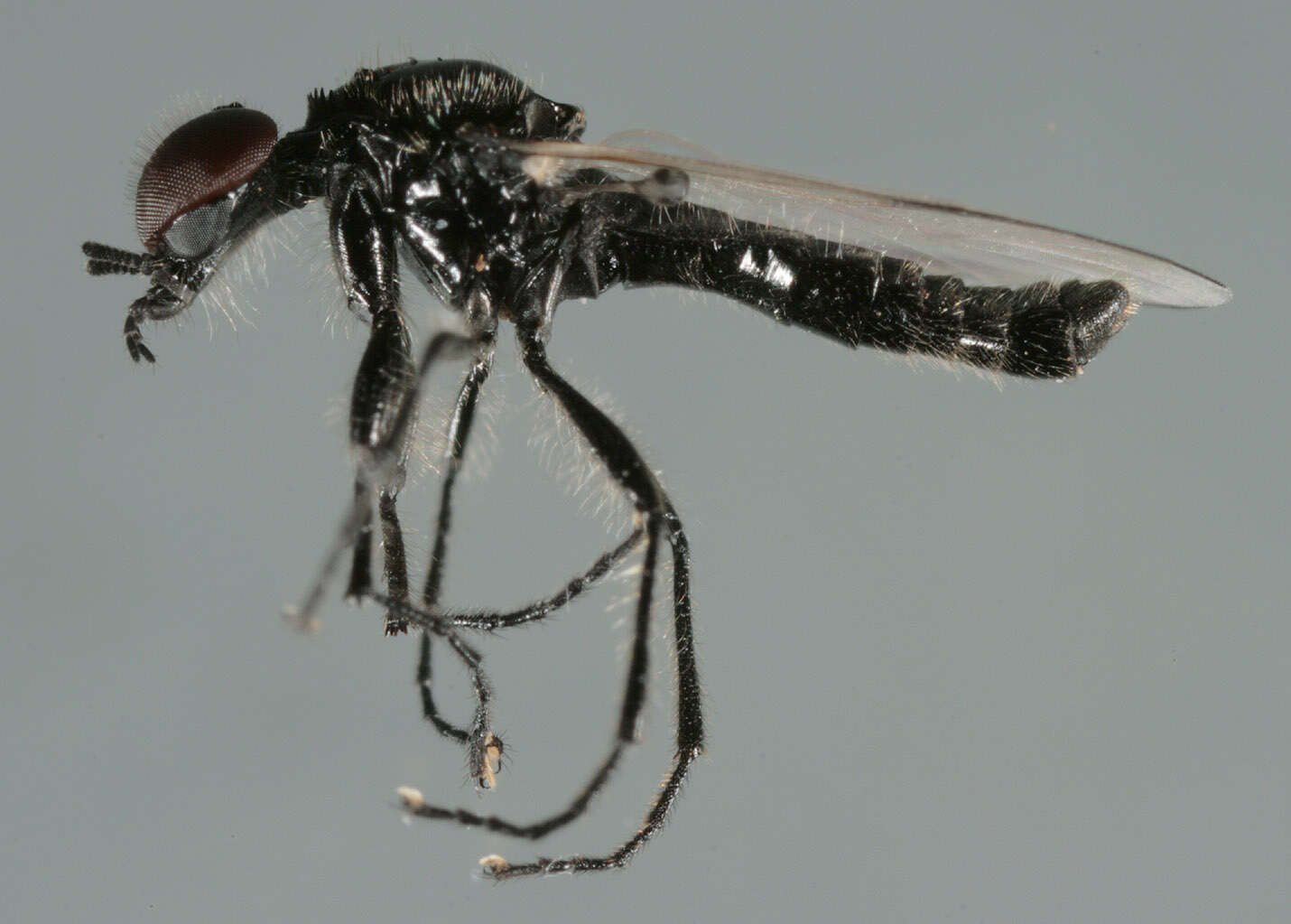 Image of Dilophus femoratus Meigen 1804