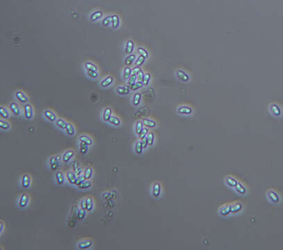 صورة Scopuloides rimosa (Cooke) Jülich 1982