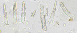 Image of Scopuloides rimosa (Cooke) Jülich 1982