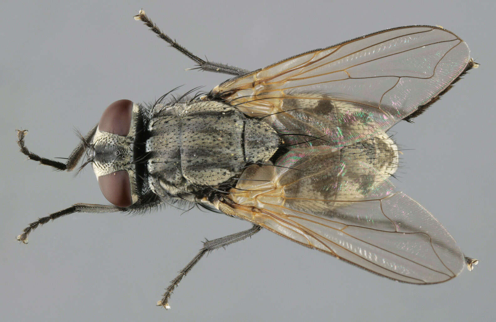 Image of Face Fly