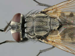 Image of Face Fly