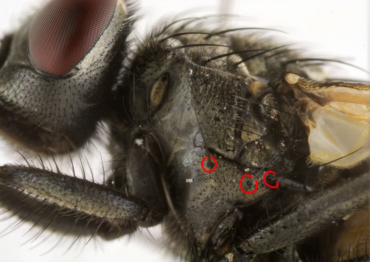 Image of Face Fly