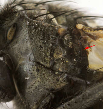 Image of Face Fly